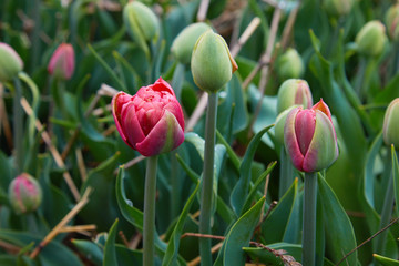 Colorful field with blooming tulips in different colors. Holland tulips bloom in an orangery in spring season.