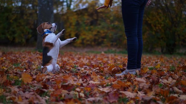 Dog sit vertically on hind legs, rise front paws and touch woman hand, repeat several times. Owner train begging position trick with beagle