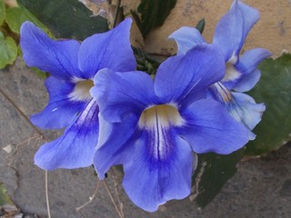 Thunbergia grandiflora. Winorośl niebieska trąbka © Jola i Darek 