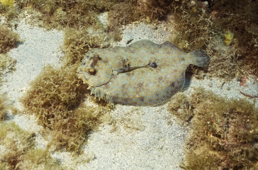Peacock Flounder