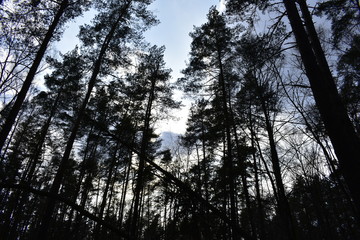 forest