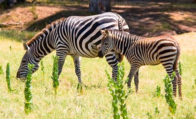 Fototapeta na wymiar Zebra With Foal