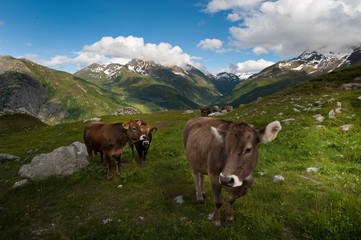 Fototapeta na wymiar mucche al pascolo a Gstaad