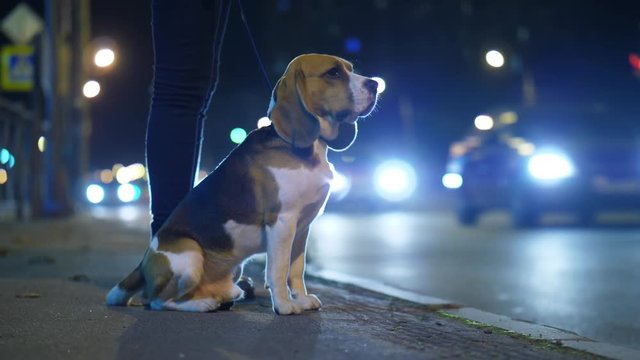 Dog sitting roadside, blurred car traffic pass by, bright headlights of cars move beside, night time. Beagle stay still next to owner legs, turn head and look around