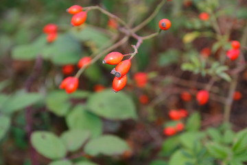 Hagebutte Frucht am Busch mit unscharfem Hintergrund im Herbst