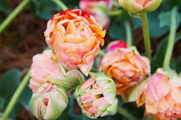 Magnificent red Double Late Tulip (peony flowered tulip) genus tulipa hybrid species. Colorful...