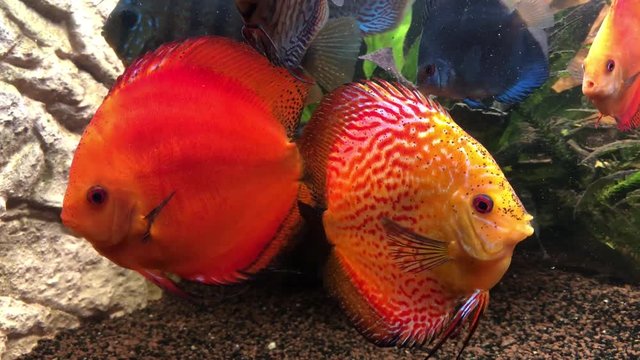 Diskusfische im Aquarium