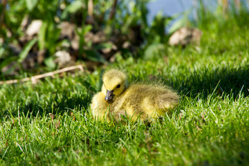 Tiny adorable Canada goose newborn chick lying down in the grass during a sunny spring day in the Lachine sector, Montreal, Quebec, Canada