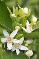 close up of several small white citrus blossoms and a few new buds in the background.