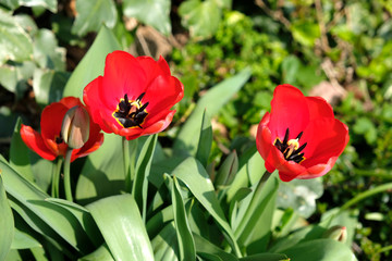 tulipes rouges