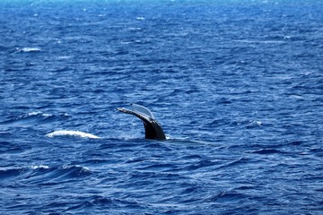 Fototapeta premium Tail of a baby humpback whale sliding back into the Pacific ocean off the coast of Kona, Hawaii