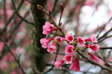 Early blossoms of pink Japanese cherry blossoms with a bee tucked inside one of its flowers.