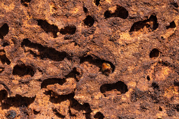 Closeup of damaged bark and wood caused by bark beetle