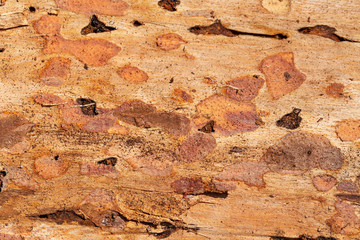Closeup of damaged bark and wood caused by bark beetle