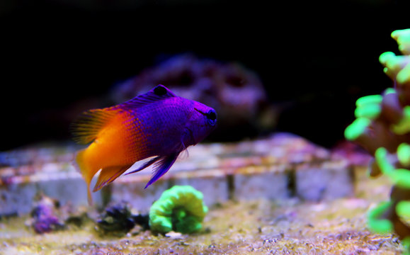 Royal Gramma , gradient purple/yellow saltwater fish (Gramma Loreto)