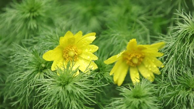 Adonis vernalis (pheasant's eye, spring pheasant's eye, yellow pheasant's eye, false hellebore) flowers with water drops in the spring day. Full HD video, 59.94 fps.