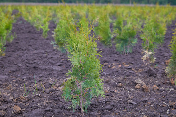Thuja occidentalis in garden center. Plant nursery. Decorative potted plant at flower shop