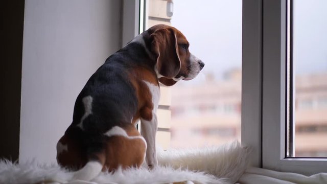 Pensive dog sit and watch out through apartment window, autumn time. Thoughtful beagle wait for missed owner or friend, sitting alone at home, high floor
