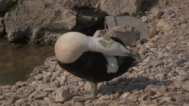 Close-up of a male common eider groomon on the river bank.