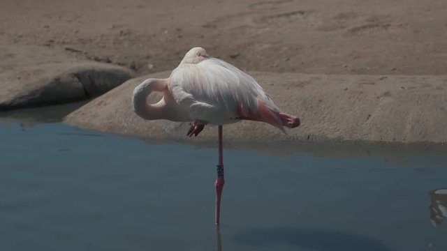 One flamingo sleeping on one leg.