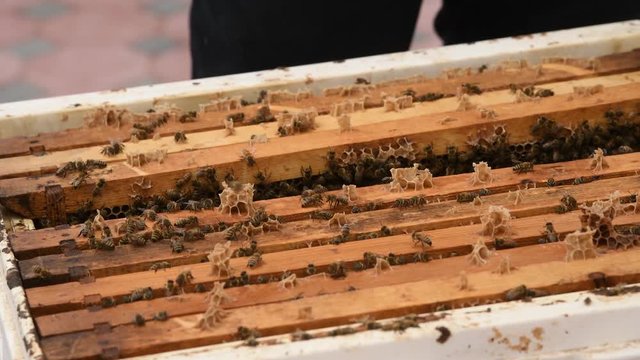 Close up video of Beehive frame with smoke fumes spray machine.