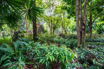 Green tropical forest with palms, trees and bushes