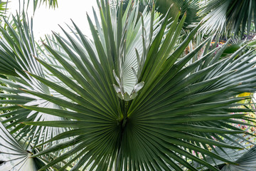 Palm green leaves in the form of a handle fan