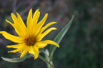 Single yellow daisy surviving the cold fall weather