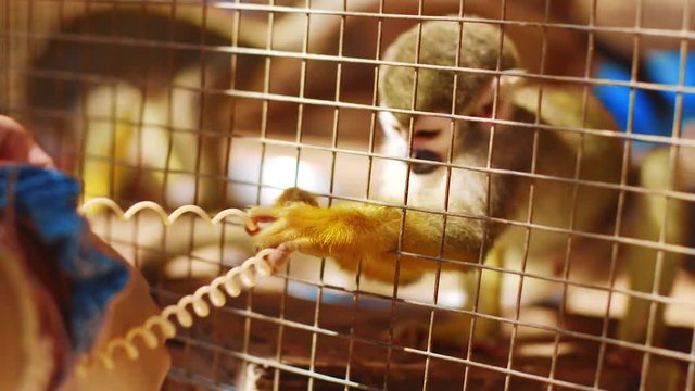 Slow motion shot of a small squirrel monkey grabbing a plastic chord through a fence at a zoo in the Caribbean