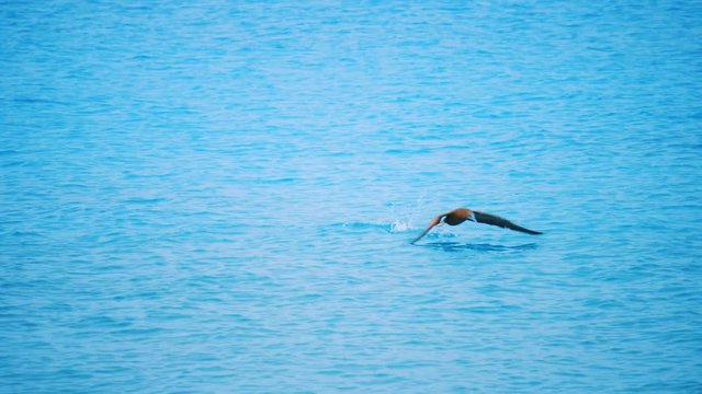 Slow motion shot of a brown Booby bird lifting off the turquoise blue ocean in Saint Martin, Caribbean