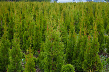 Fototapeta premium Thuja occidentalis w centrum ogrodniczym. Szkółki roślin. Dekoracyjna roślina doniczkowa w kwiaciarni