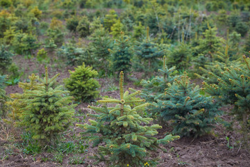 Garden store center with many of young coniferous trees. The nursery of plant and trees for gardening 