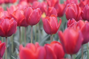 Fototapeta premium Blooming tulips during spring