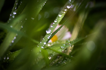 Grass on meadow after rain with raindrops on a leafs
