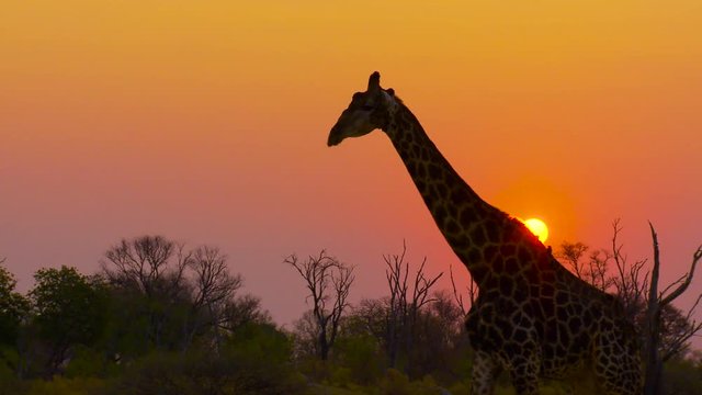 A giraffe walking against a vivid orange sunset sky in Africa