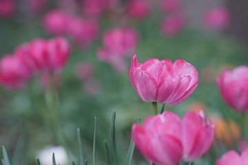 Blooming tulips during spring