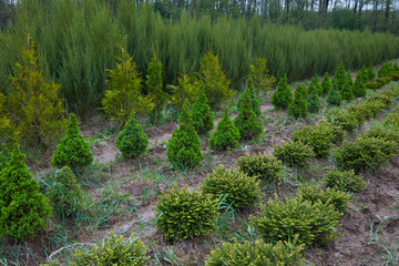 Juniper bushes in garden shop. Seedlings of juniper bushes in pots in garden store spring. Nursery of various green spruce plants for gardening. Different seedlings (Chamaecyparis, Thuja, Taxus, etc.)