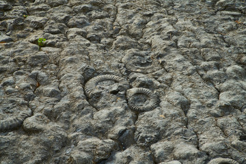 Dalle aux ammonites, Alpes de Haute Provence 6