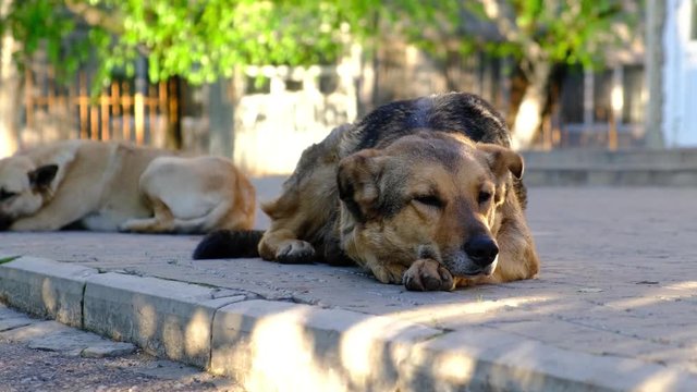 Large stray dogs lying on the ground