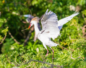 Cattle Egret breeding colors twigs in beak for nest building