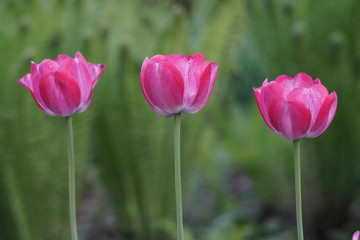 Obraz premium Tulips inside of a garden