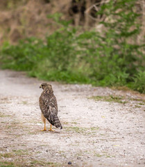 Hawk Standing on a path