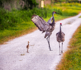Sand Hill Crane Family, 2 adults and 1 youngster