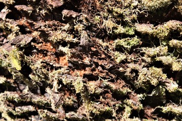 Close up of the textured bark of a tropical tree with bits of green moss growing on it.  