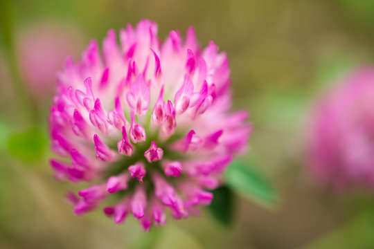 Trifolium pratense, red clover (Fabaceae member) inflorescence growing in a forest in NW Spain