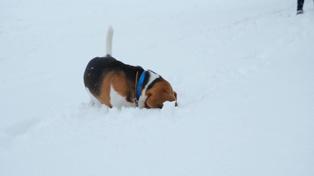 Dog put head in fluffy snow, search something, wag tail. Beagle stay at snowy field with nose deep in snow, turn head around, quick shot