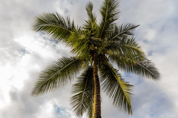Fototapeta na wymiar coconut palm tree on the background of a cloudy sky
