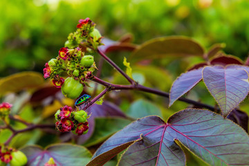 a small colorful bright bug on a tropical flower