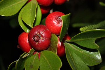 Close up of wild red guava fruit taken at dusk in low light.