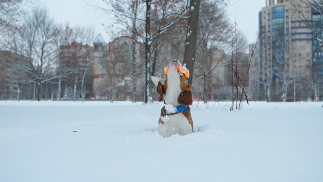Beagle doggy sit in snow. Funny dog move head down to pick up toy from snow, then quickly play and drop it down. Hilarious pet have fun at city park, walk outdoors at winter time